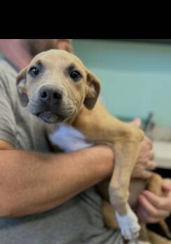 Buffy -  Labrador Retriever Dog for Adoption in Seaside Heights, New Jersey - Buffy | PetCurious