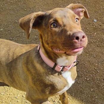 Izzy -  Mixed Breed Dog for Adoption in Bentonville, Arkansas - Izzy | PetCurious