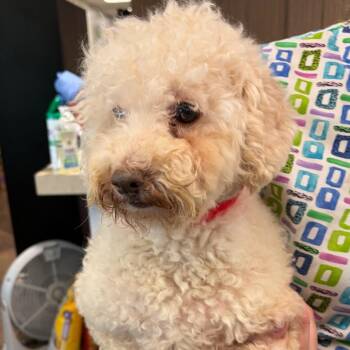 Poodle Dogs Available for Adoption in Nashville, Tennessee - Robearta | PetCurious