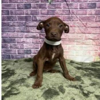 Labrador Retriever and Mixed Breed Dogs Available for Adoption in Fort Collins, Colorado - Owl | PetCurious