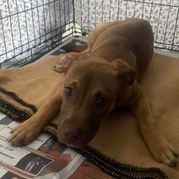 Rescue Mixed Breed Dogs for Adoption in Huntington, West Virginia - Revere | PetCurious