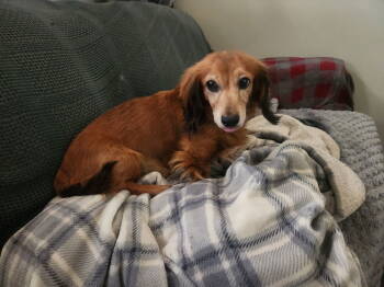 Rescue Dachshund Dogs for Adoption in Sioux Falls, South Dakota - Buster | PetCurious