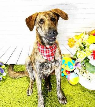 Labrador Retriever Dogs Available for Adoption in Castro Valley, California - CAMP | PetCurious