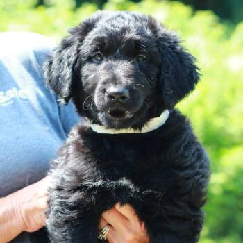 CT Cicada avail Jul 18 (Petco- Enfield, CT) -  Labrador Retriever and Mixed Breed Dog for Adoption in Stormville, New York - CT Cicada Avail Jul 18 (Petco- Enfield, CT) | PetCurious