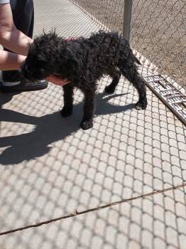 Poodle and Cattle Dog Dogs Available for Adoption - FOSTER ME - Daisy | PetCurious