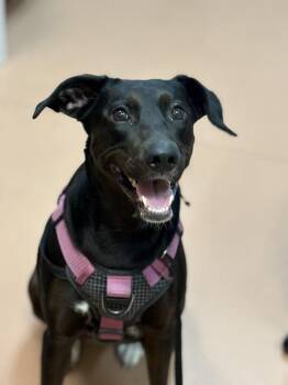 Lauriel -  Doberman Pinscher and Labrador Retriever Dog for Adoption in Kennewick, Washington - Lauriel | PetCurious