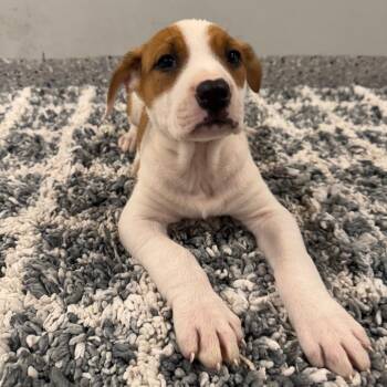 Terrier and Mixed Breed Dogs Available for Adoption in Dayton, Ohio - Lil Nugget | PetCurious