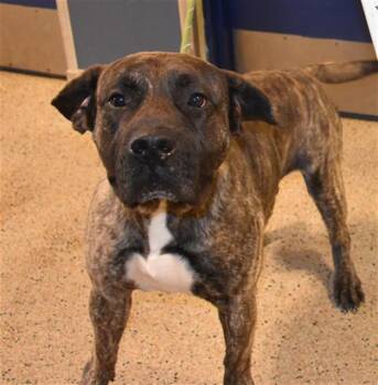 Mastiff and Mixed Breed Dogs Available for Adoption in Doral, Florida - TEDDY | PetCurious