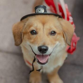 Leo -  Dachshund and Jindo Dog for Adoption in Danvers, Massachusetts - Leo | PetCurious