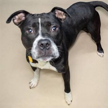 DIESEL -  Pit Bull Terrier and Mixed Breed Dog for Adoption in St. Louis, Missouri - DIESEL | PetCurious