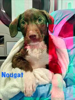 Mixed Breed Dogs Available for Adoption in Rock Hill, New York - Nougat | PetCurious