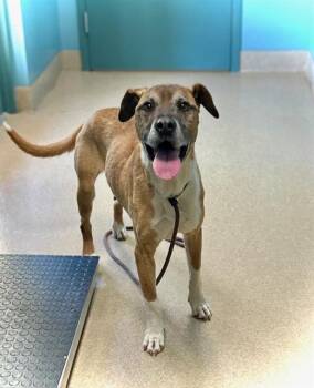 SAM -  Hound and Mixed Breed Dog for Adoption in Newton, North Carolina - SAM | PetCurious