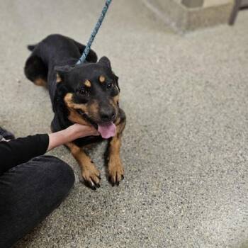 Cattle Dog and Mixed Breed Dogs Available for Adoption in Kansas City, Missouri - Rain | PetCurious