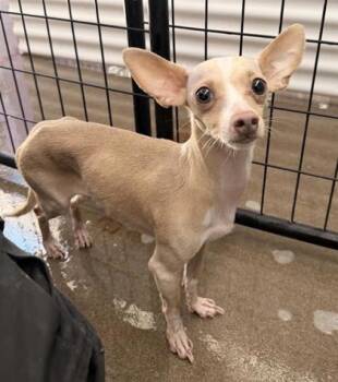 Chihuahua and Mixed Breed Dogs Available for Adoption in El Paso, Texas - BELLA | PetCurious
