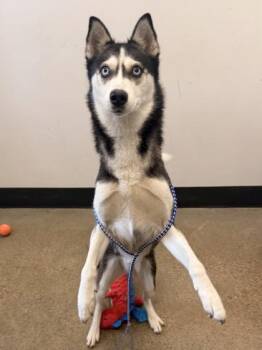 Jean -  Siberian Husky Dog for Adoption in Cleveland, Ohio - Jean | PetCurious