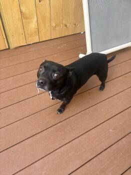 Pug and Chihuahua Dogs Available for Adoption - Kuna | PetCurious