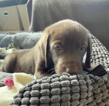 Mudslide -  Hound Dog Available for Adoption in Waunakee, Wisconsin - Mudslide | PetCurious