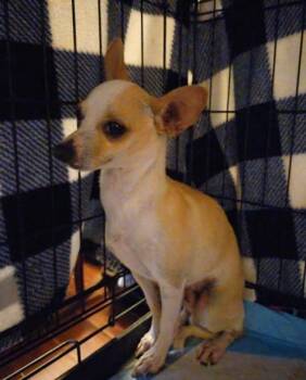 OTIS -  Chihuahua Dog for Adoption in Boston, Massachusetts - OTIS | PetCurious