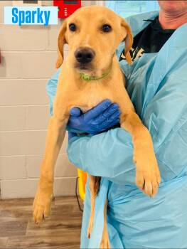 Labrador Retriever Dogs Available for Adoption in Rock Hill, New York - Sparky | PetCurious