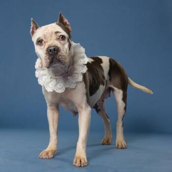 Mixed Breed Dogs Available for Adoption in Atlanta, Georgia - Casimiro | PetCurious