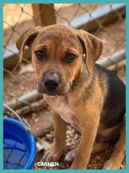 Carmen -  Mixed Breed Dog for Adoption in Granbury, Texas - Carmen | PetCurious
