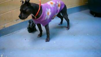 Pit Bull Terrier Dogs Available for Adoption in Tulsa, Oklahoma - NALA | PetCurious