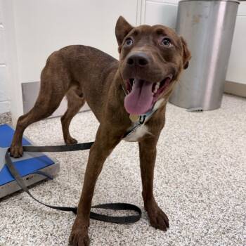 Monty -  Mixed Breed Dog for Adoption in Auburn, Alabama - Monty | PetCurious