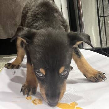 German Shepherd Dog and Mixed Breed Dogs Available for Adoption in Tampa, Florida - Juliette | PetCurious