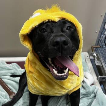 Stormee -  Mixed Breed Dog for Adoption in Fairport, New York - Stormee | PetCurious