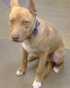 Pit Bull Terrier and Mixed Breed Dogs Available for Adoption in Sacramento, California - MIDAS | PetCurious