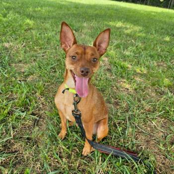 Niles -  Chihuahua Dog for Adoption in Huntsville, Alabama - Niles | PetCurious
