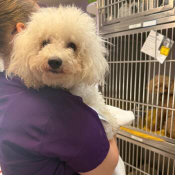 Sunny -  Bichon Frise Dog for Adoption in Northbrook, Illinois - Sunny | PetCurious