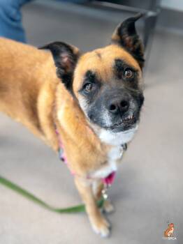 Coco -  German Shepherd Dog Dog for Adoption in Roanoke, Virginia - Coco | PetCurious