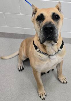 26-400 Sandy -  Cane Corso Dog for Adoption in Lindenhurst, New York - 26-400 Sandy | PetCurious