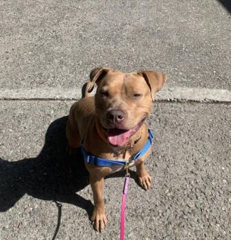 Lola -  Pit Bull Terrier Dog for Adoption in Oakland, California - Lola | PetCurious