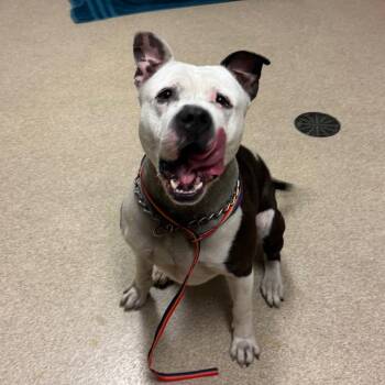 Pit Bull Terrier Dogs Available for Adoption in Bristol, Indiana - Pope | PetCurious