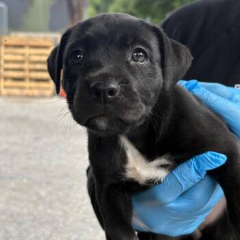 Capellini -  Mixed Breed Dog for Adoption in Milton, Florida - Capellini | PetCurious
