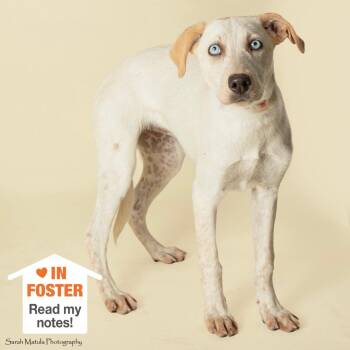 Snooker -  Labrador Retriever and Cattle Dog Dog for Adoption in Kanab, Utah - Snooker | PetCurious