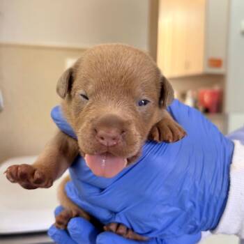 Bip Bippadotta -  Labrador Retriever and Mixed Breed Dog for Adoption in Kanab, Utah - Bip Bippadotta | PetCurious