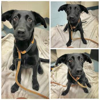 India -  Black Labrador Retriever Dog for Adoption in Dublin, Virginia - India | PetCurious