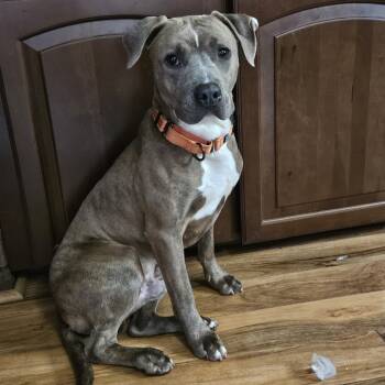 Rescue Mixed Breed Dogs for Adoption in Walker, Michigan - Grant-Foster | PetCurious