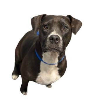 Rescue Pit Bull Terrier Dogs for Adoption in Red Bluff, California - Feta | PetCurious