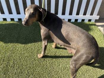 Doberman Pinscher Dogs Available for Adoption in Modesto, California - RUE | PetCurious