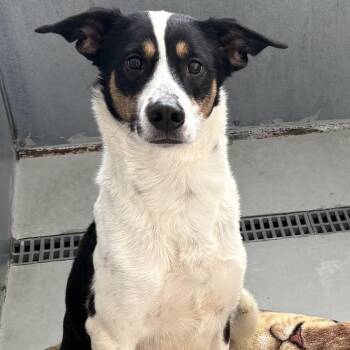 Australian Kelpie Dogs Available for Adoption - Thea | PetCurious