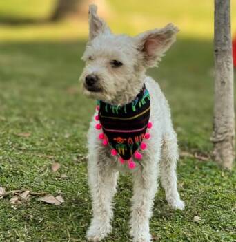 Poodle Dogs Available for Adoption in Calgary, Alberta - Camy | PetCurious