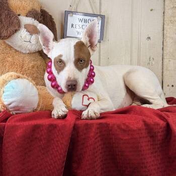 Kaylynn (adoption fee) -  Pit Bull Terrier Dog for Adoption in Atlanta, Texas - Kaylynn (adoption Fee) | PetCurious