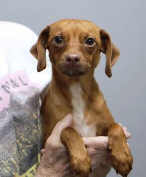 Starbright (AO36874) -  Dachshund Dog for Adoption in Kansas City, Kansas - Starbright (AO36874) | PetCurious