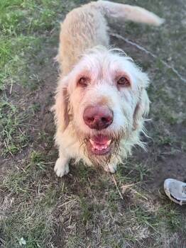 Scrappie -  Poodle and Irish Wolfhound Dog for Adoption in Wedgefield, South Carolina - Scrappie | PetCurious
