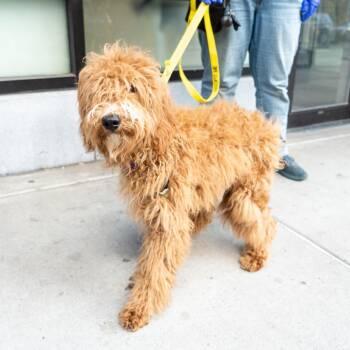 Vicky -  Standard Poodle and Golden Retriever Dog for Adoption in New York, New York - Vicky | PetCurious