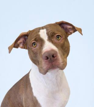 Pit Bull Terrier Dogs Available for Adoption - Canela | PetCurious